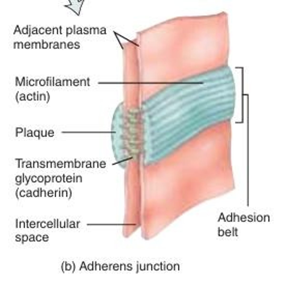 <p>Contain plaque, a dense layer of proteins on the inside of the plasma membrane that attaches to membrane proteins, helping epithelial surfaces resist separation during various contractile activities.</p><p>transmembrane glycoproteins called cadherins join cells together by connecting to cadherins of adjacent cells.</p><p>Works as a belt to hold your cells together (resist separation) during contractile activities</p><p>more flexible connection like a belt (needs flexible strength)</p>