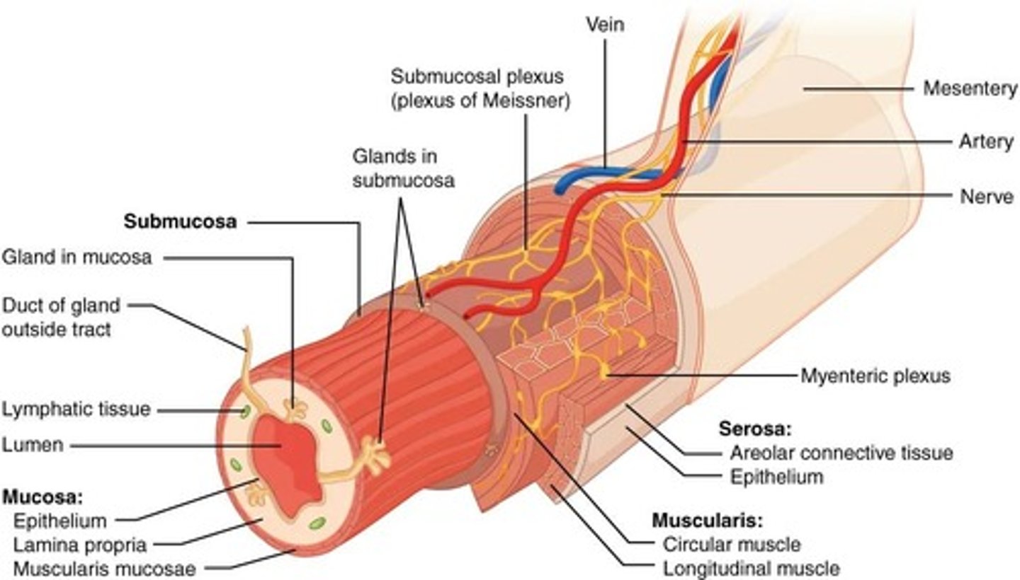 <p>Mucosa, Submucosa, Muscularis, and Serosa.</p>