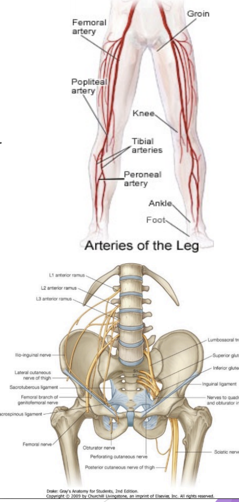 <p>Thigh Artery</p>