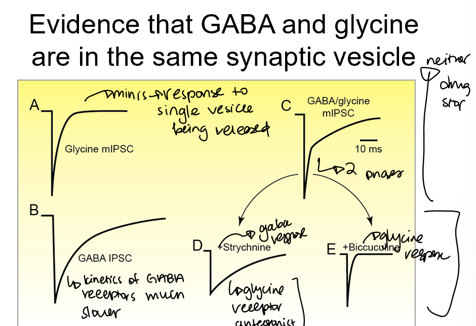 <p>when you apply GABA receptor antagonists (biccuculine), you just get glycine fast current </p><p>When you apply glycine receptor antagonists (strychnine), you get slow release GABA</p>