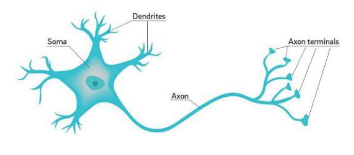 <ul><li><p>cell body (soma)</p></li><li><p>dendrites </p></li><li><p>1 axon with axon terminals </p><p></p></li></ul><p></p>