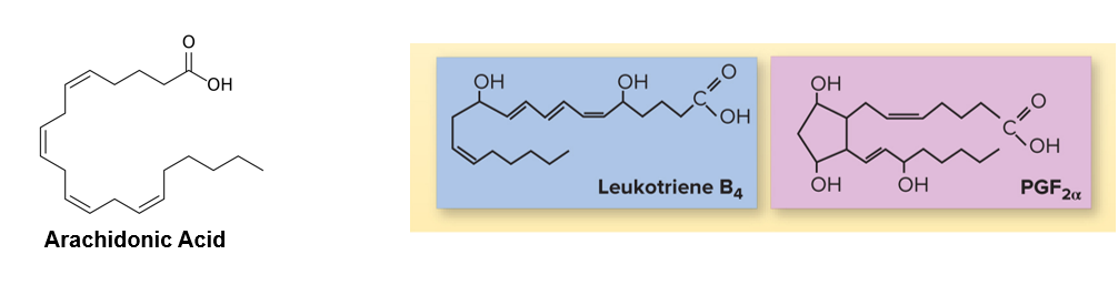<ul><li><p>Released into extracellular fluid (interstitial fluid) and act on nearby cells</p></li><li><p>Coordinate local cellular activities and affect enzymatic processes in extracellular fluid (interstitial fluid)</p></li><li><p><strong>Ex: Histamine, nitric oxide (NO), catecholamines, eicosanoids</strong></p></li><li><p><strong>Eicosanoids</strong> - derived from arachidonic acid (big molecule, 20-carbon fatty acid)</p><ul><li><p><strong>Ex: prostaglandins, thromboxanes, prostacyclins, leukotrienes</strong></p></li></ul></li></ul><p></p>