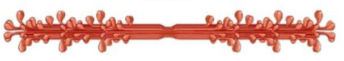 <p>Thick Filament (Myosin)</p>