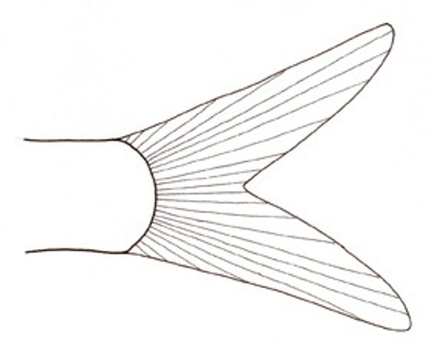 <p>V-shaped fin in many pelagic fishes that need sustained swimming</p><p>-Homocercal</p>