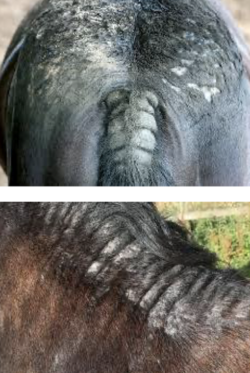 <p>Severe pruritus with mane/tail rubbing, excoriations, alopecia, lichenification, pigment changes, and secondary bacterial infection. Distribution depends on insect species (black flies head, ears, ventral abdomen) </p>