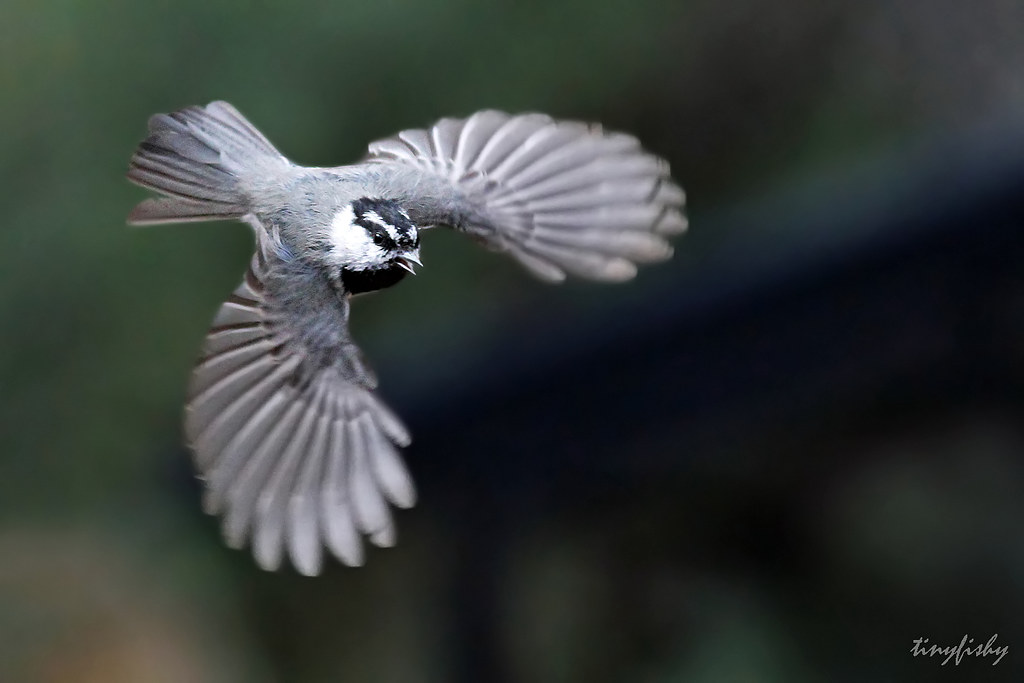 <p><em>Mountain</em> Chickadee</p>