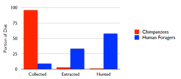 <ul><li><p>chimps use tools as did early homonins, stone tools first appeared 2.5Ma</p></li><li><p>human foragers collect, extract and hunt foods</p></li><li><p>humans rely more on hard-to-acquire foods than apes</p></li><li><p></p></li></ul><p></p>