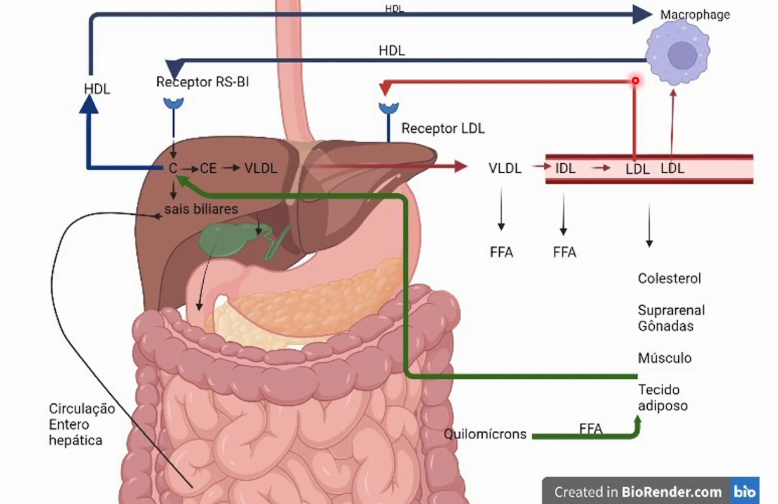 <p>Quimiosensores no duodeno percebem a presença de moléculas gordurosas e há ejeção da bile no duodeno(CCK) que emulsifica as gorduras em micelas para que as Lipases tenham acesso a gordura, liberando ácidos graxos livres. Os ácidos graxos livres, colesterol e outras moléculas apolares são absorvidas pelos enterócitos e são empacotadas em lipopartículas de Quilomícrons que são muito grandes e não permeiam capilares diretamente carregando as gorduras da dieta, então entram no sistema linfático e posteriormente na circulação sistêmica para o <strong>tecido adiposo</strong> e <strong>músculo</strong> liberando ácidos graxos livres para produção energética, se tornando um quilomícron remanescente com menos ácidos graxos livres e colesterol e é endocitado no fígado. No fígado, libera colesterol livre nos hepatócitos que percebem a quantidade de colesterol da dieta e ativa ou inativa as enzimas de produção endógena de colesterol. O colesterol pode ser transformado em sais biliares que são armazenados e concentrados na vesícula biliar. O colesterol total tem parte produzida pelo fígado e parte dos quilomícrons remanescentes. É esterificado e empacotado em VLDL com colesterol e TAG. O VLDL é liberado pelo fígado e atinge a circulação sistêmica liberando ácidos graxos livres nos tecidos periféricos, se transformando em IDL que libera ácidos graxos livres nos tecidos periféricos pela ação da lipoproteína lipase presente no endotélio vascular dos músculos e tec. adiposo  e se transforma em LDL que pode retornar ao fígado e internalizado pelos hepatócitos, ou fornecer colesterol para membranas plasmáticas ou síntese de hormônios esteroidais nas gônadas ou glândulas suprarrenais ou ainda ser oxidado na corrente sanguínea e fagocitado pelos macrófagos formando placas de ateroma. As placas de ateroma podem ser diminuídas pelo HDL, produzido pelo fígado com alto teor de proteína comparado a seu conteúdo de colesterol, atinge a circulação sistêmica e passa por tecidos periféricos que estão reciclando suas membranas e capta colesterol também das placas de ateroma, evitando o acúmulo de colesterol e ajudando a transportá-lo de volta ao fígado. </p>