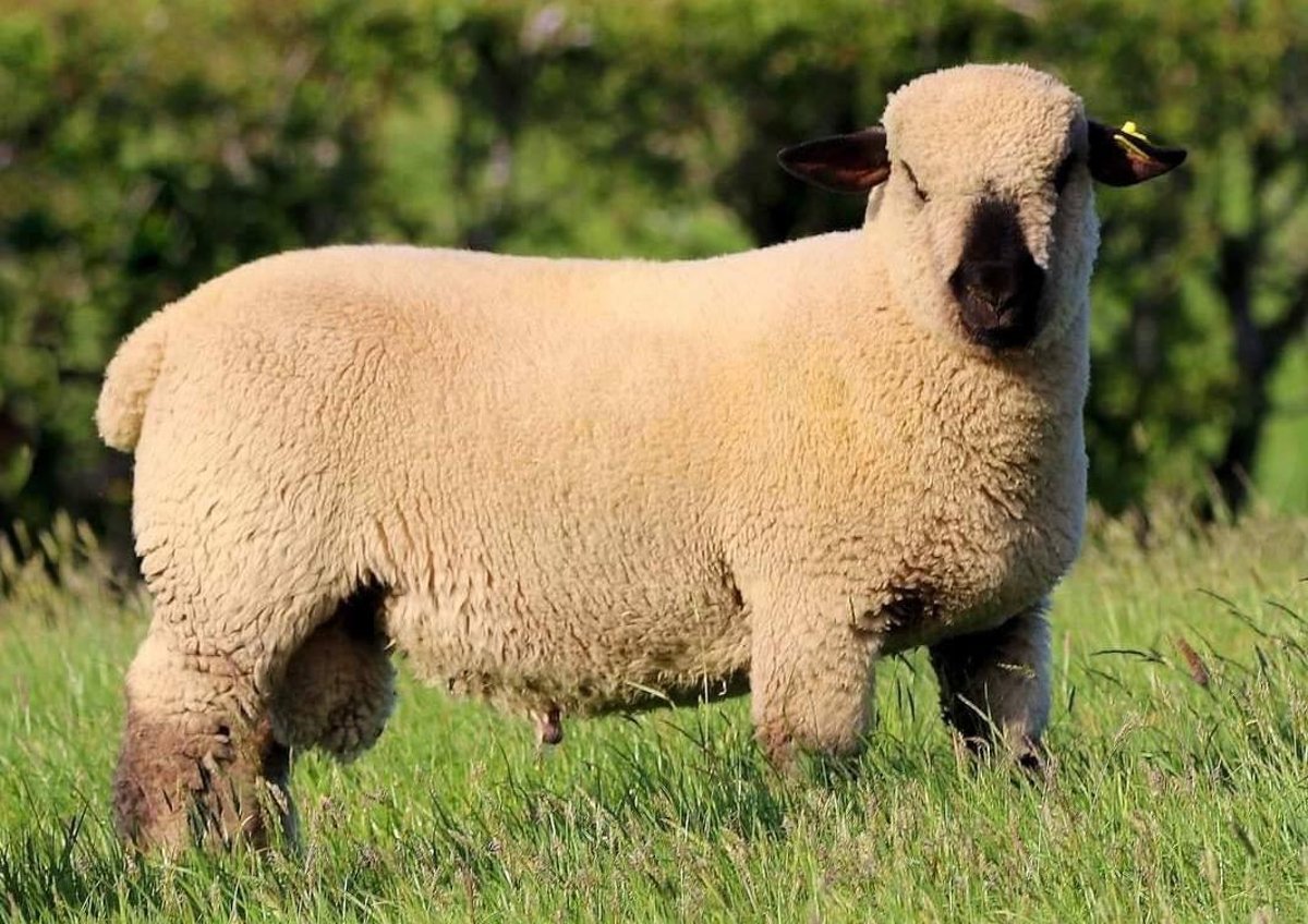 <p>Large framed, English, meat breed with black face and wool cap</p>