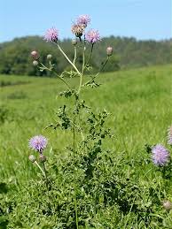 <p>Thistle</p>