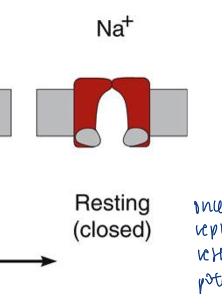 <ul><li><p>at the end of repolarization, the m gates close, and the h gates open again</p></li></ul><p></p>