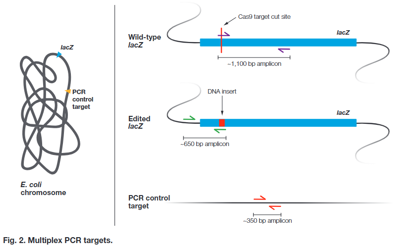 <p>Multiplex PCR can be used to confirm these conclusions at the DNA level. After a quick DNA extraction from each colony, you will use multiplex PCR to detect the presence of the donor template DNA insertion. The multiplex PCR reaction includes three primer sets (Figure 2):</p><p>• The first primer set is designed to detect unmodified lacZ. One primer in the set will bind directly to the Cas9 target cut site. If the target cut site was modified, the primer will not bind. If the target Cas9 cut site was NOT modified, then this primer set will yield a ~1,100 bp amplicon</p><p>• The second primer set is designed to detect modified lacZ. One primer in the set will bind to the insert from the donor template DNA. If the target cut site was successfully repaired using the donor template DNA that was introduced to the bacteria, then this primer set will yield a ~650 bp amplicon</p><p>• A third set of primers will amplify an unrelated region far downstream of the lacZ gene as a control to verify that chromosomal DNA is present in the sample. If chromosomal DNA was successfully extracted and PCR was successful, whether or not lacZ was modified, then this primer set will yield a ~350 bp amplicon</p>