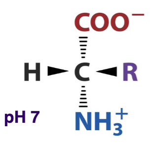 <p>The structure of a general amino acid at pH 7 is shown below. What does this AA look like at pH 14?</p>