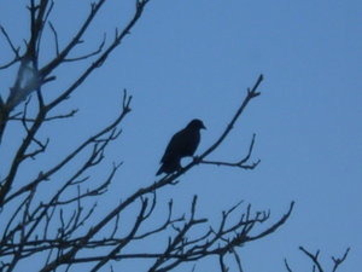 <p>A sign or warning of something to come.</p>