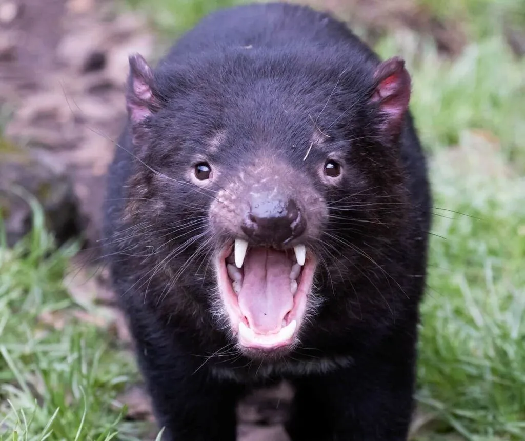 <p>Dasyuromorphia</p>