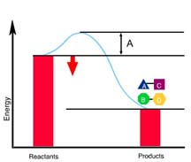 <p>What is the correct label for A?</p>