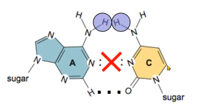 <p>It is possible, but then only 1 hydrogen bond will be formed(bottom), middle are 2 acceptors, top is 2 donor hydrogens bumping into each other</p><ul><li><p>Hydrogen bond donors and acceptors would be incompatible</p></li><li><p>No hydrogen bonds could occur between the two</p></li><li><p>Unable to form maximum number of H bonds</p></li><li><p>Spatial constraint exists</p></li></ul><p></p>