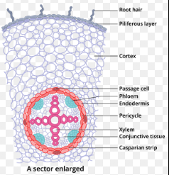 <p>monocot or dicot? what is it?</p>