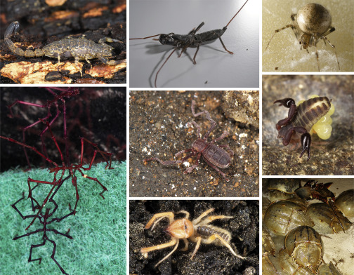 <p>Spiders, scorpions, mites, ticks, eurypterid (<strong>†)</strong></p>