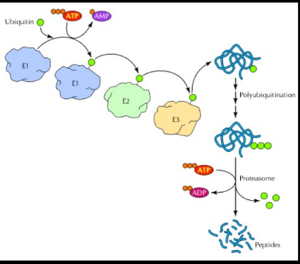 <ul><li><p>The major pathway of selective protein degradation in eukaryotic</p></li></ul><p>cells</p><ul><li><p>Uses ubiquitin as a marker that targets cytosolic and nuclear proteins</p></li></ul><p>for rapid proteolysis</p><ul><li><p>The first ubiquitin attaches the amino group of the side chain of a</p></li></ul><p>lysine residue on the protein substrate (isopeptide bond). Additional</p><p>ubiquitins are then added to form a multiubiquitin chain.</p><p>­ -Mono-ubiquitylation</p><p>­ -Multiple mono-ubiquitylation</p><ul><li><p>Polyubiquinated proteins are recognized and degraded by a large, multisubunit protease complex; aka the proteasome ­ Chains of 4 or more ubiquitin molecules target protein for destruction</p></li><li><p>Ubiquitin is released in the process, so it can be reused in another</p></li></ul><p>cycle</p><ul><li><p>Process requires ATP (attachment and degradation)</p></li></ul><p></p>