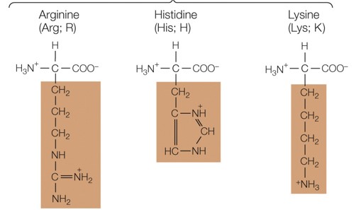Which amino acid group are these a part of