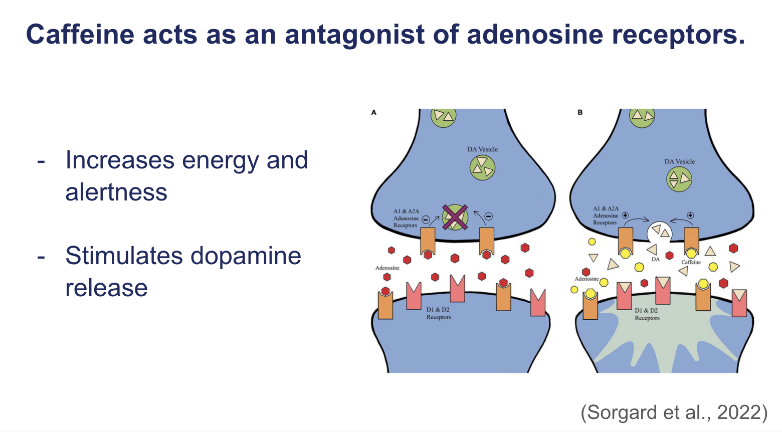 <p><span><strong>Caffeine acts as an antagonist of adenosine receptors.</strong></span></p>