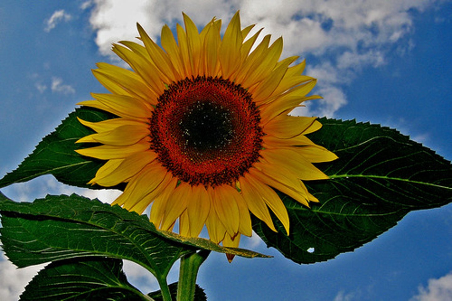 <p>only, sole</p>