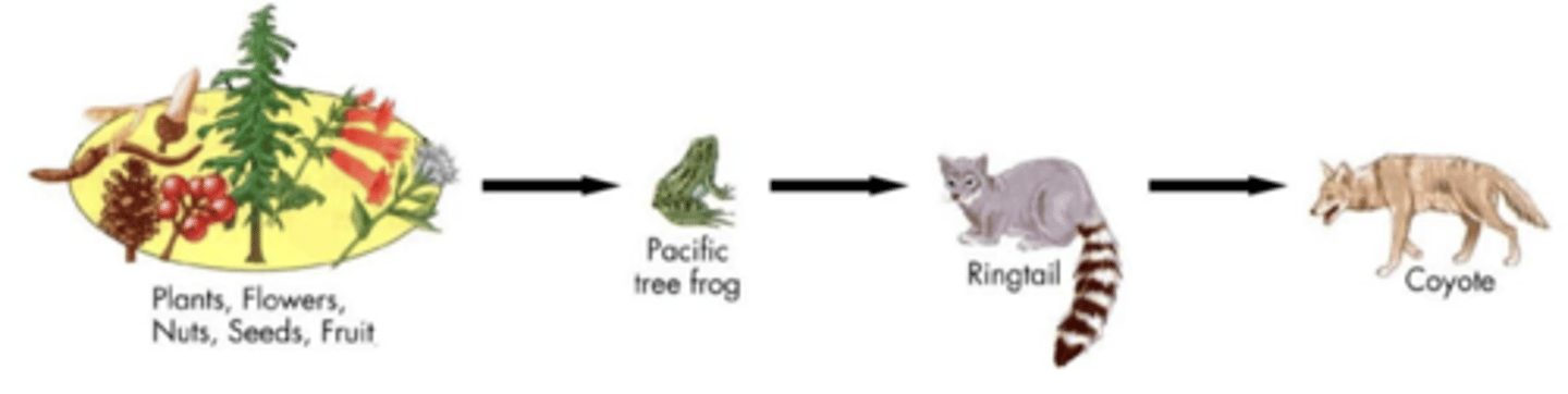 <p>a simple model showing how energy flows from one organism to another in an ecosystem</p>