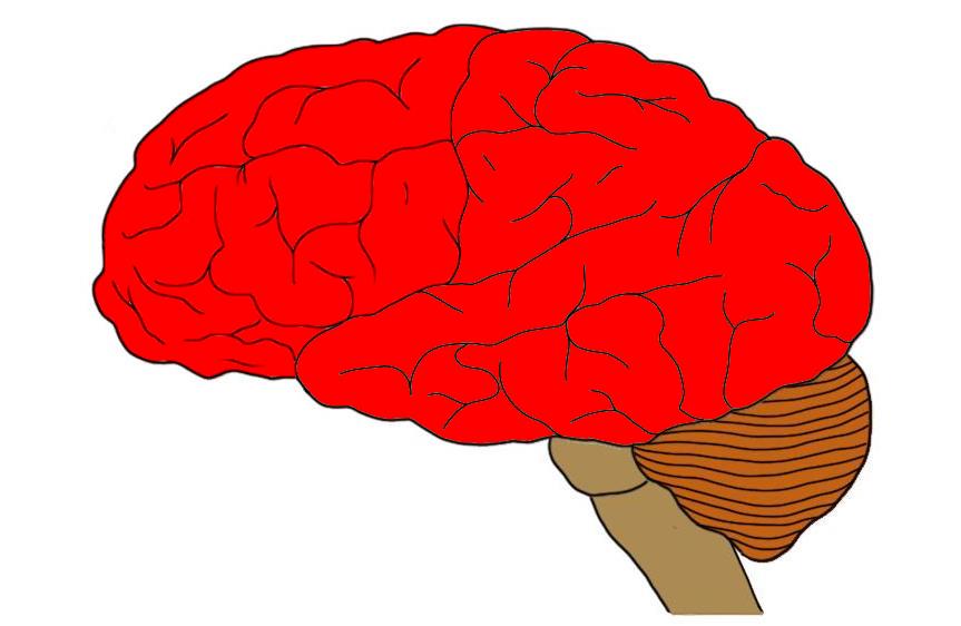 <p><span style="background-color: transparent;"><span>The uppermost and largest part of the brain, consisting of a left and right hemisphere, responsible for receiving and processing sensory information and controlling the body.</span></span></p>