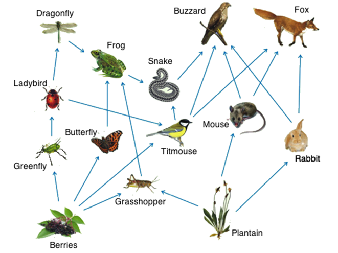 <p> What is the first Trophic Level?</p>
