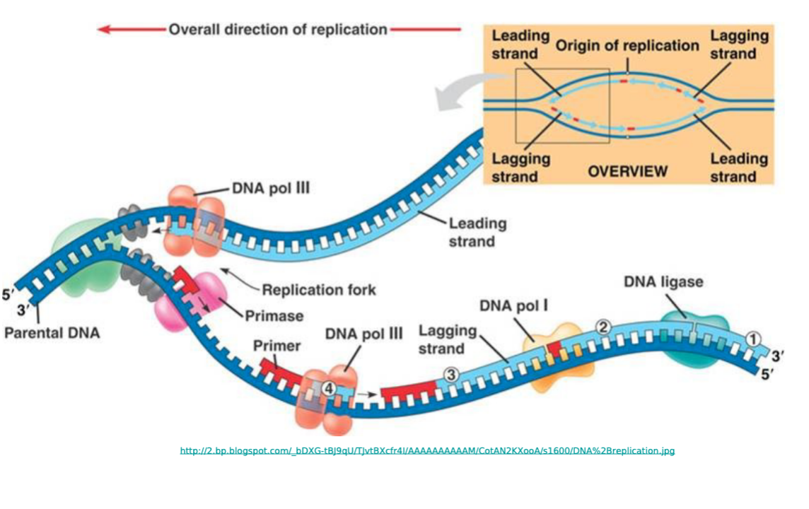 <p>Cellular DNA Replication ; </p>
