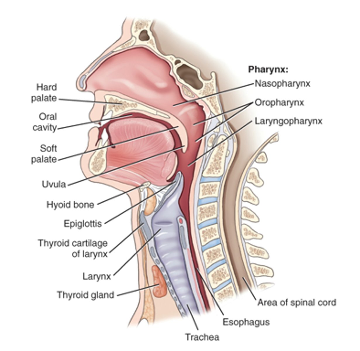 <p>c. Pharynx</p>