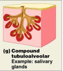 <p>Compound Tubular-Alveolar MEROCRINE gland. </p>
