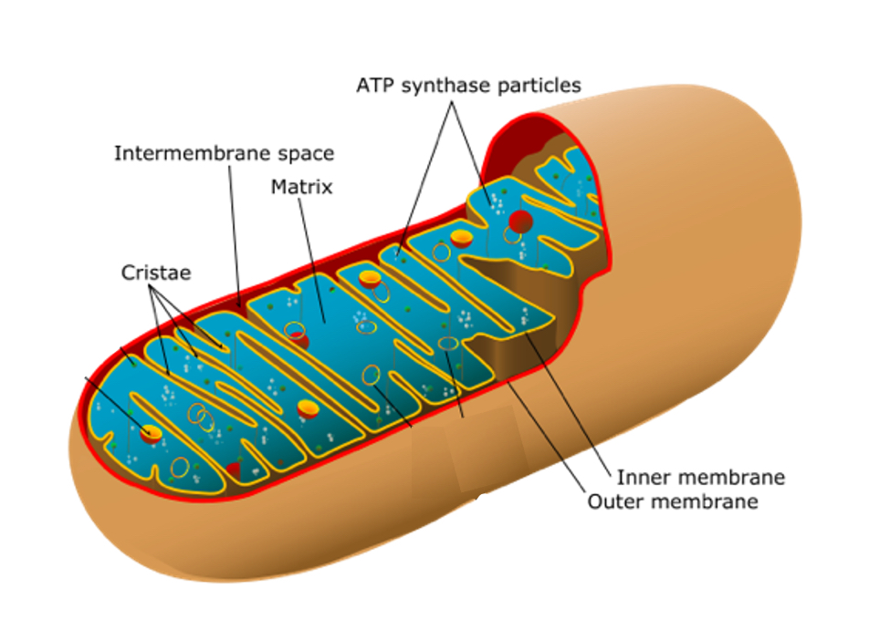 <p><span>•Mitochondria are often referred to as the ‘powerhouse of the cell’</span></p><p><span>•Much of the process of </span><span style="color: rgb(255, 108, 45)">aerobic respiration </span><span>occurs in the mitochondria to produce ATP.</span></p><p><span>•Cells that require more ATP have more mitochondria.</span></p><p><span>•</span><span style="color: rgb(255, 108, 45)">Capsule</span><span> shaped or spherical made from a&nbsp; double membrane filled with a fluid called </span><span style="color: rgb(255, 108, 45)">matrix</span><span>.</span></p><p><span>The inner membrane is folded into</span><span style="color: rgb(255, 108, 45)"> cristae </span><span>to provide a large surface area.</span></p>