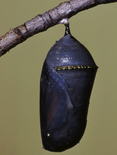 <p>developing apendages visible, held tightly against body by shell-like casing. often found enclosed within silken cocoon</p><p>butterflies and moths</p>