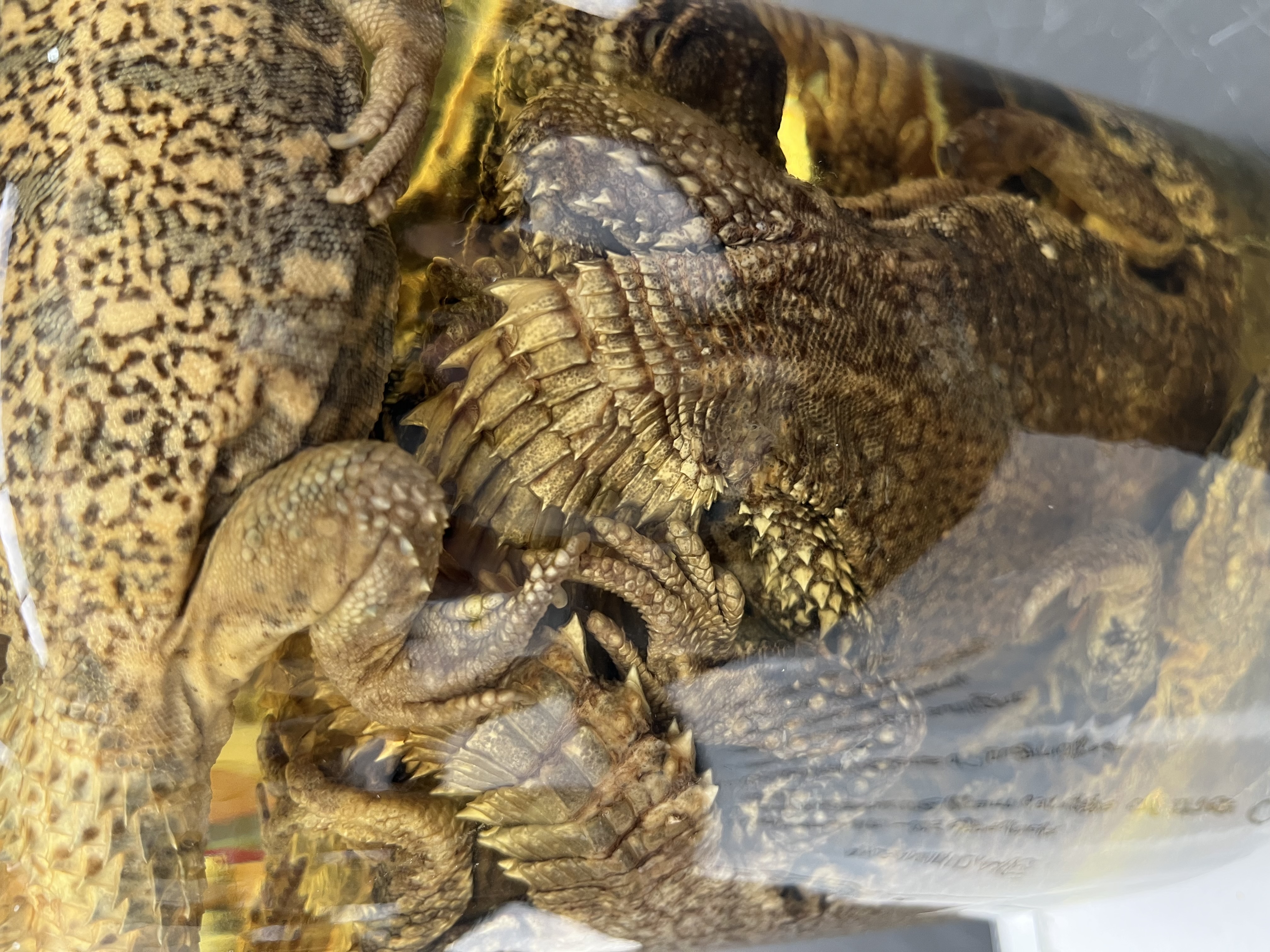 <ul><li><p>large</p></li><li><p>spikey tail, long</p></li><li><p>short stripes and spots</p></li></ul><p></p>