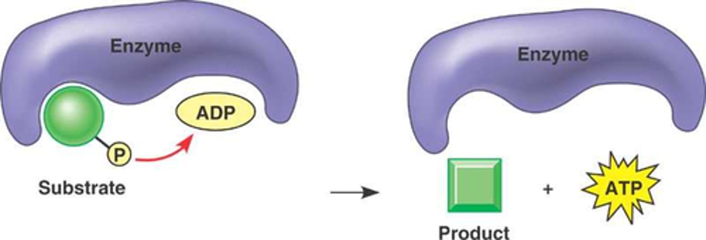 <p>the addition of a phosphate group to a molecule</p>