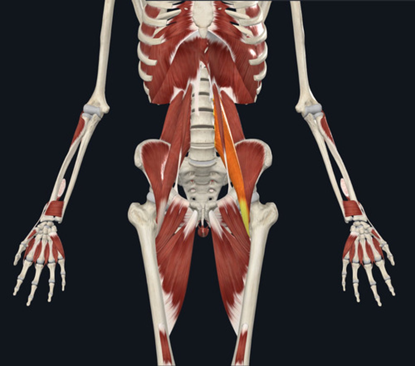 <ul><li><p><u>Origin:</u>&nbsp;<strong>Vertebrae</strong>, thoracic &amp; lumbar</p></li><li><p><u>Insertion:</u>&nbsp;Femur</p></li><li><p><u>Action:</u>&nbsp;Hip flexion</p></li></ul><p></p>