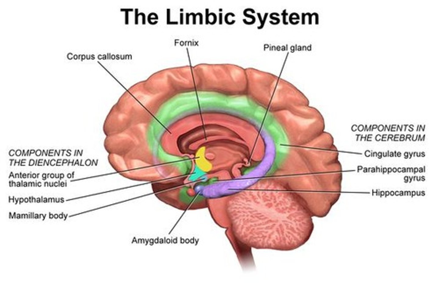 <p>Part of forebrain including thalamus and hypothalamus.</p>