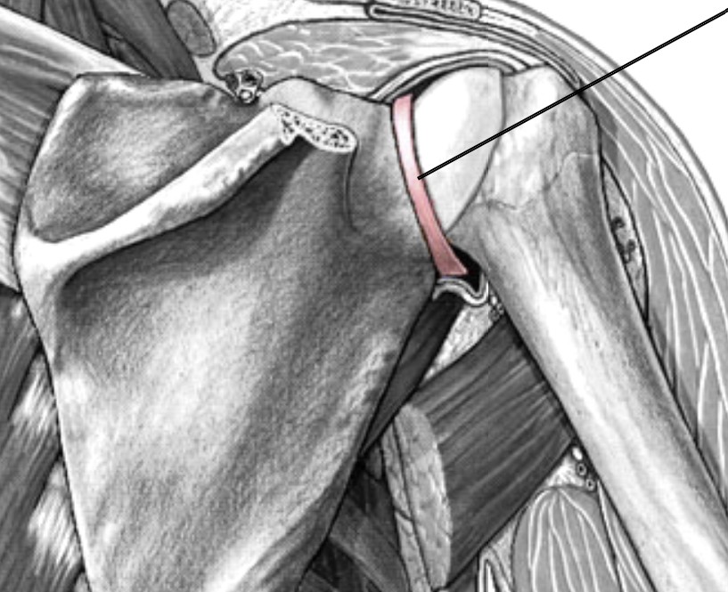 <p>Which cartilage of the shoulder is a ring of fibrocartilage tissue that surrounds the glenoid cavity?</p>