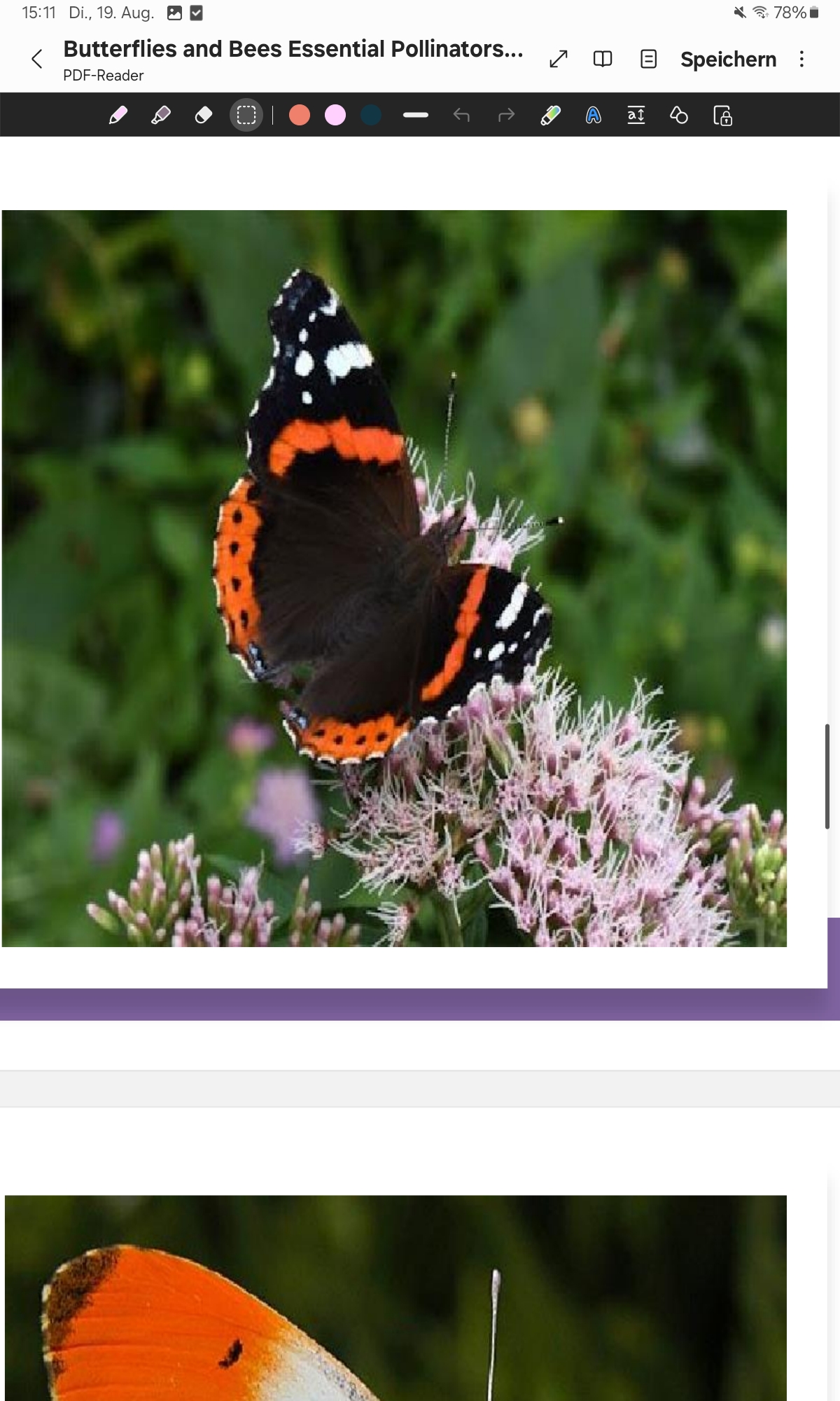 <p>Red Admiral</p>