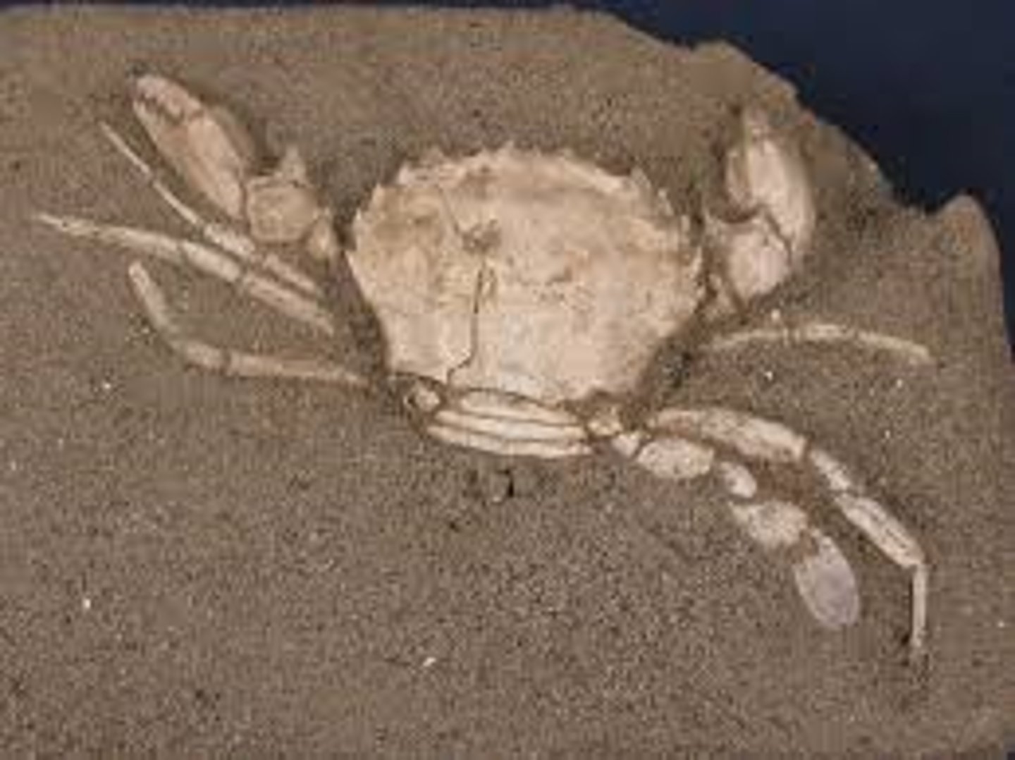 <p>Organisms that are segmented and have a chitin exoskeleton Ex: Crabs, Lobster</p>