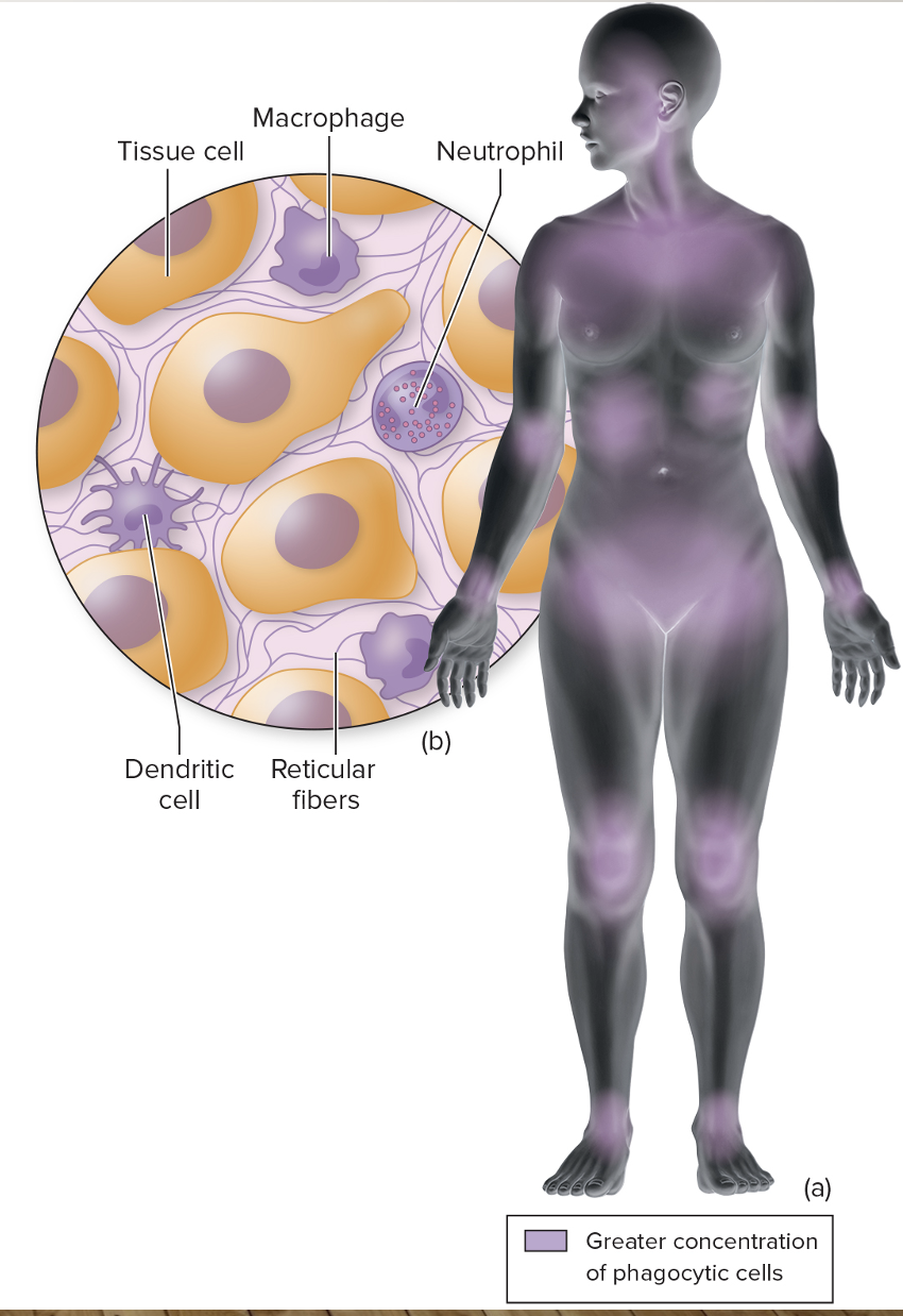 <p>Phagocytic cells enmeshed on the reticulum </p><p>Located in: </p><ul><li><p>Thymus</p></li><li><p>Tonsils</p></li><li><p>Spleen</p></li><li><p>Lymphoid tissues</p></li><li><p>Mucosa of gut/resp tract</p></li></ul><p></p>
