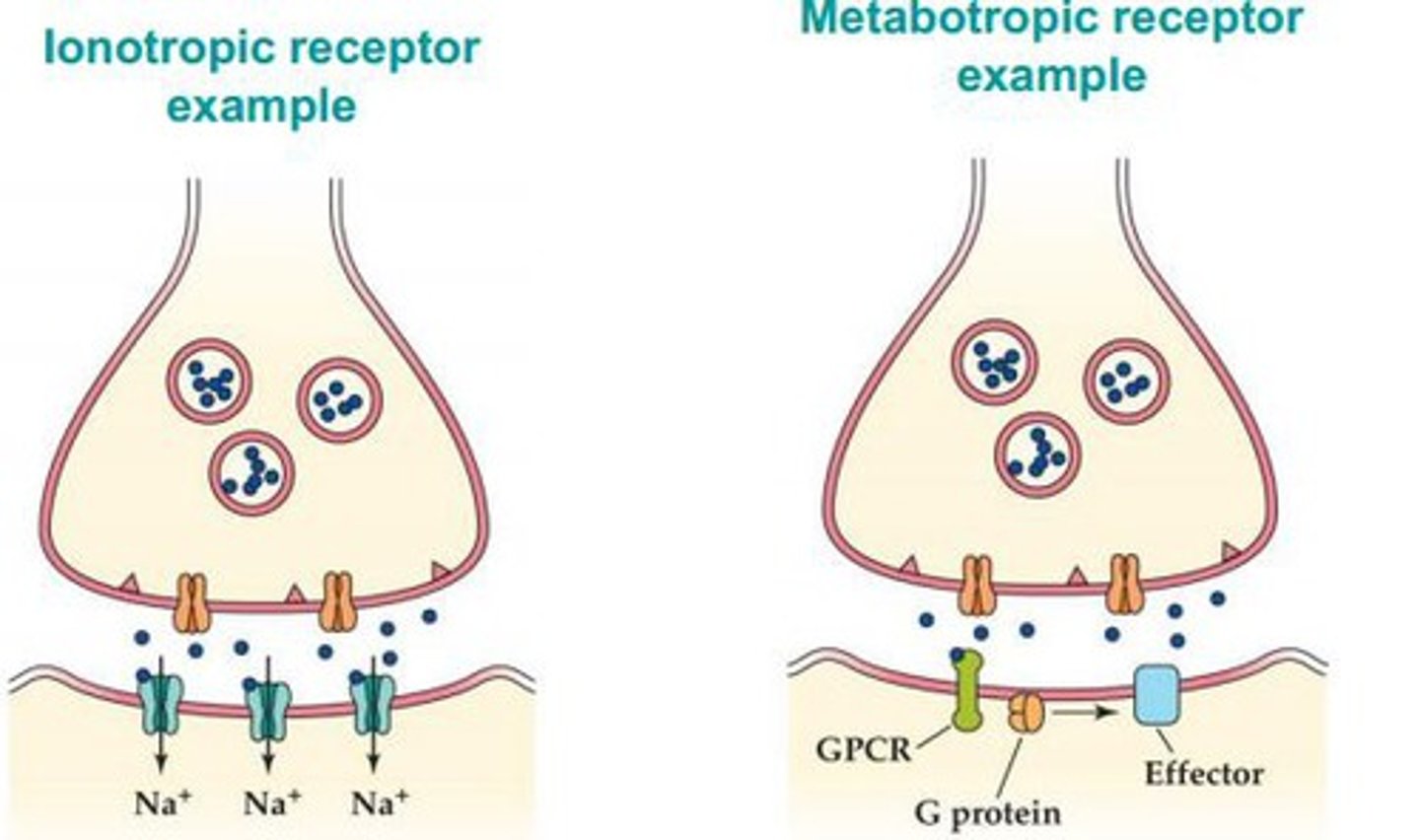 <p>receptors that are coupled to ion channels and affect the neuron by causing those channels to open. muscle activation, sensory processing, acts very quickly.</p>