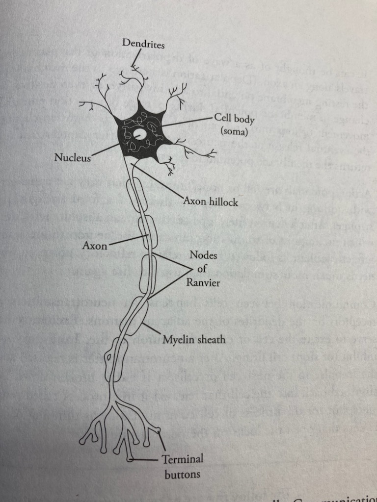 <p>What does the axon do?</p>