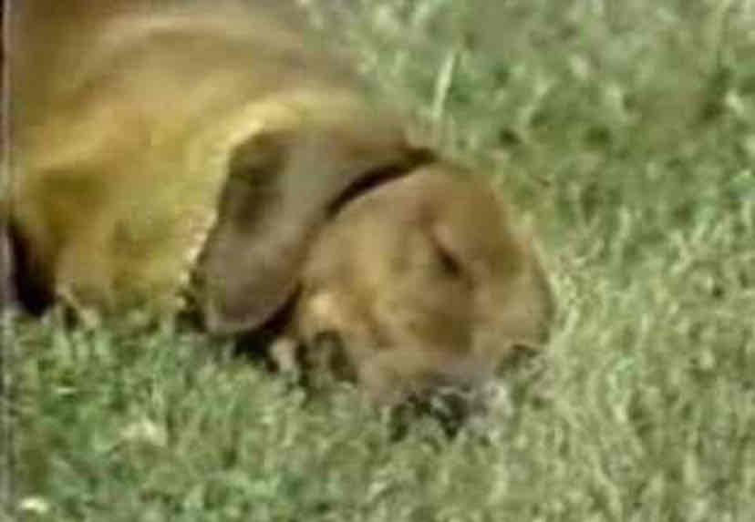 <p>Narcolepsy</p>
