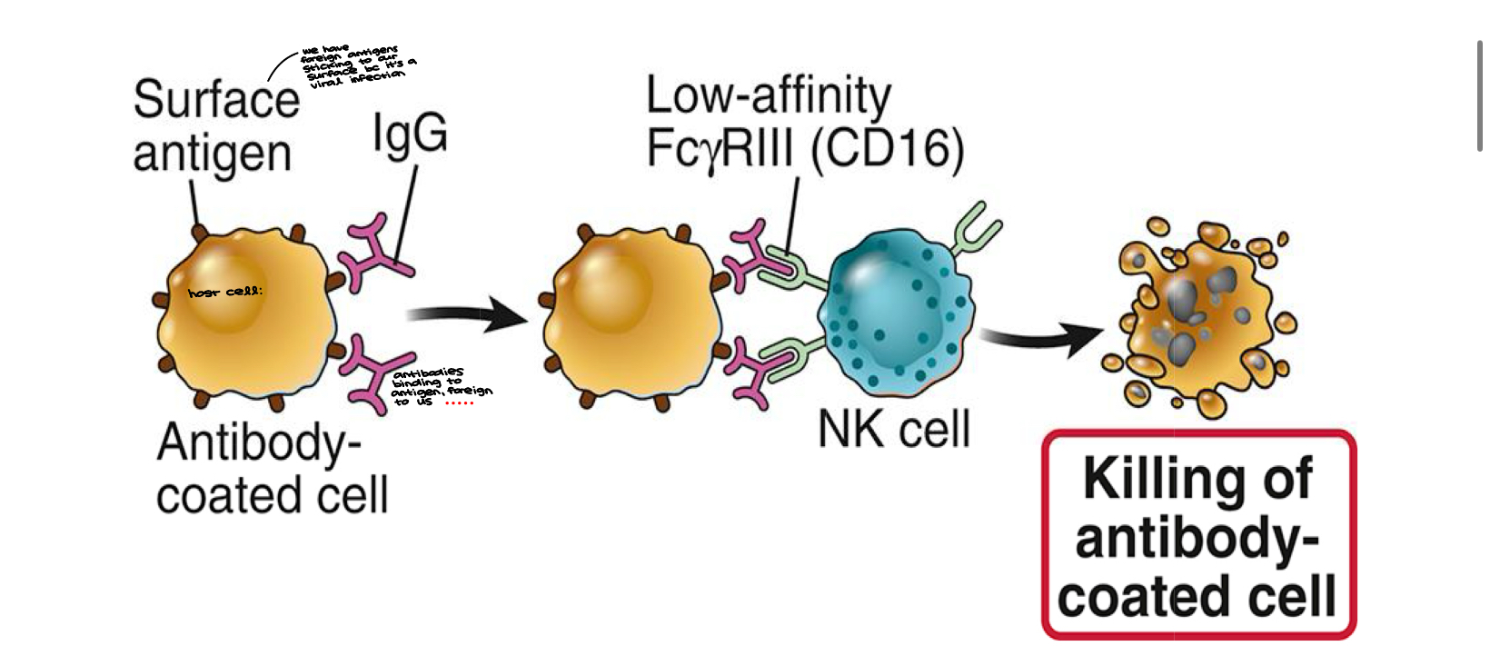 knowt flashcard image