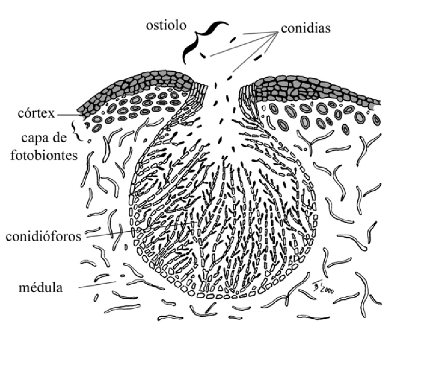 <p>Estructura fructífera asexual en forma de botella que produce conidiosporas.</p>