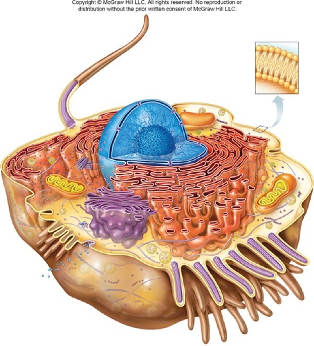 <p>The cell.</p>