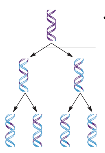 <ul><li><p>Proposes strand breaks at every node (~5 bases) where new DNA joins parental DNA.</p></li><li><p>Results in alternating segments of ~5 bases parental DNA and ~5 bases of new daughter DNA, where new DNA base pairs with parental DNA.</p></li><li><p>If true, each DNA strand harbours slightly varying amounts of old and new DNA, but each contribution would be close to 50%.</p></li></ul><p></p>